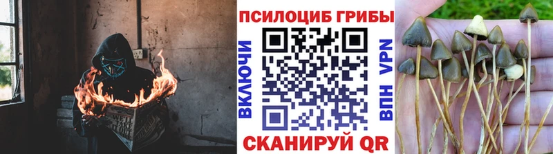 дарк нет Telegram  Ершов  Псилоцибиновые грибы ЛСД  как найти наркотики 